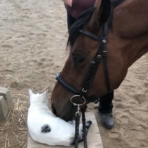 Meet your Posher, Laurie